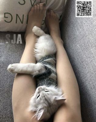 女仆机器人